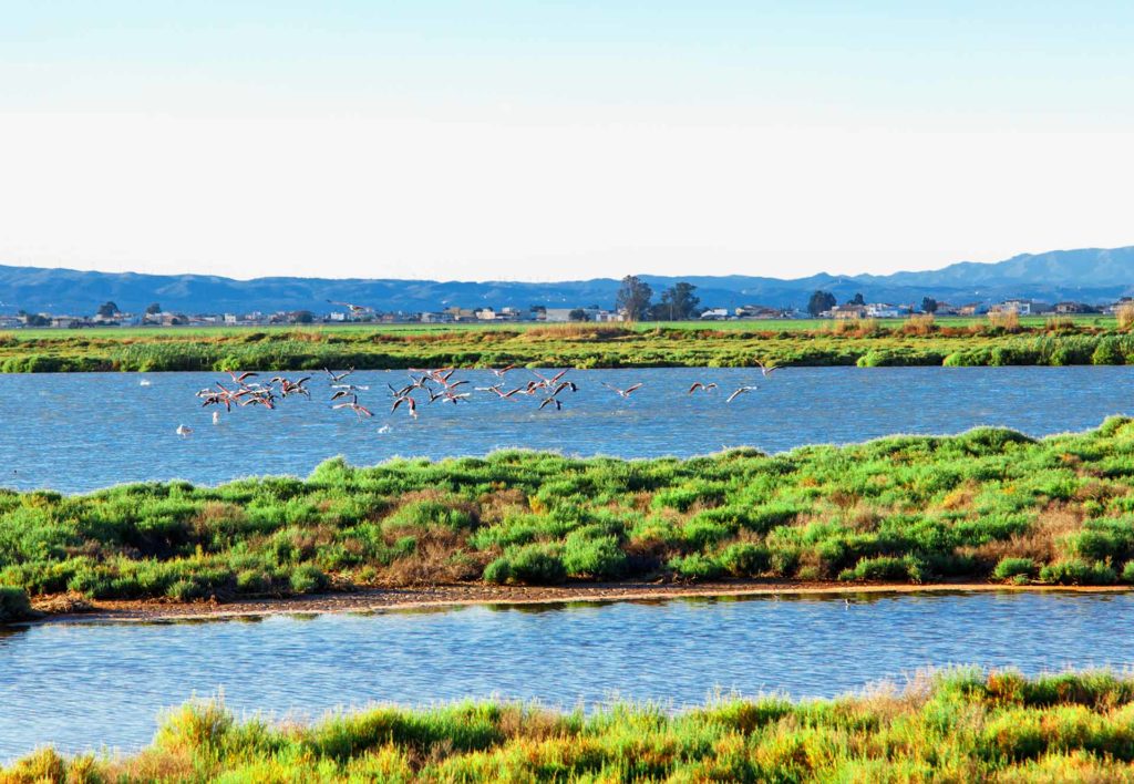 Delta de l'Ebre